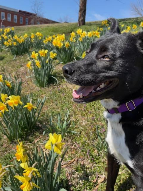 Ivy, a Adoptable mixed breed in Baltimore, MD image 2/3