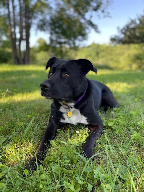 Ivy, a Adoptable mixed breed in Baltimore, MD image 3/3