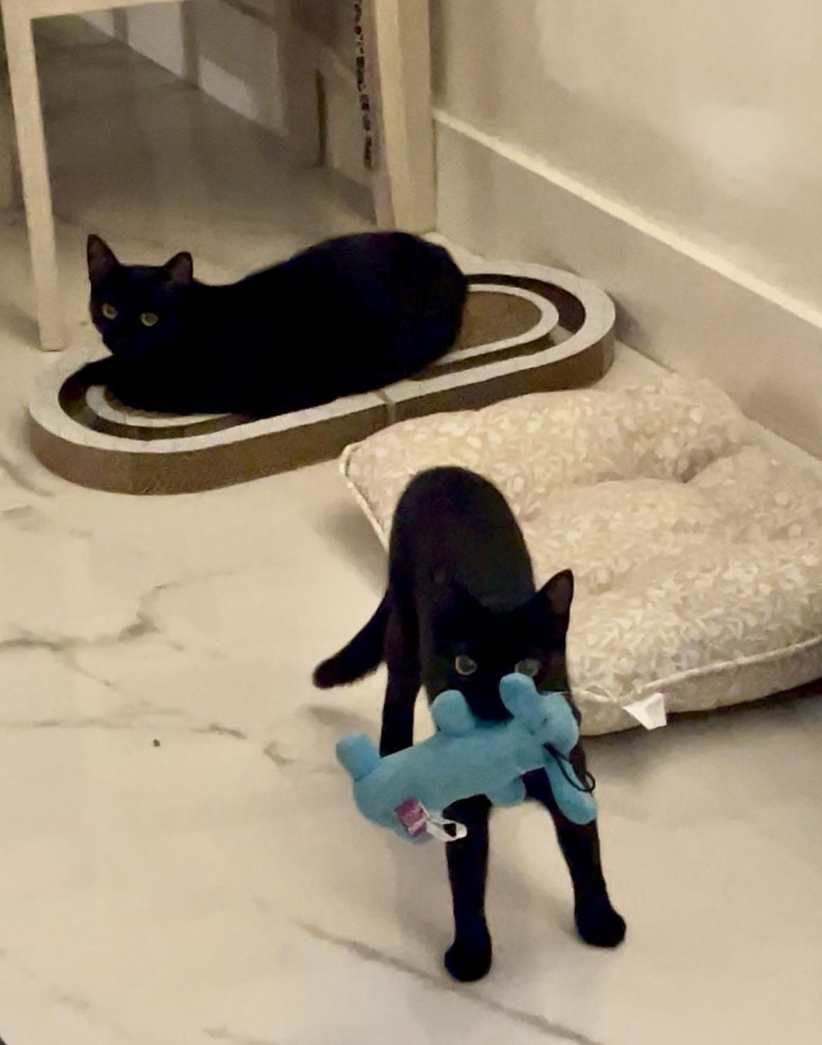 Enlarge Brie(breonna), a Adoptable Domestic Short Hair in Miami, FL image 3/6