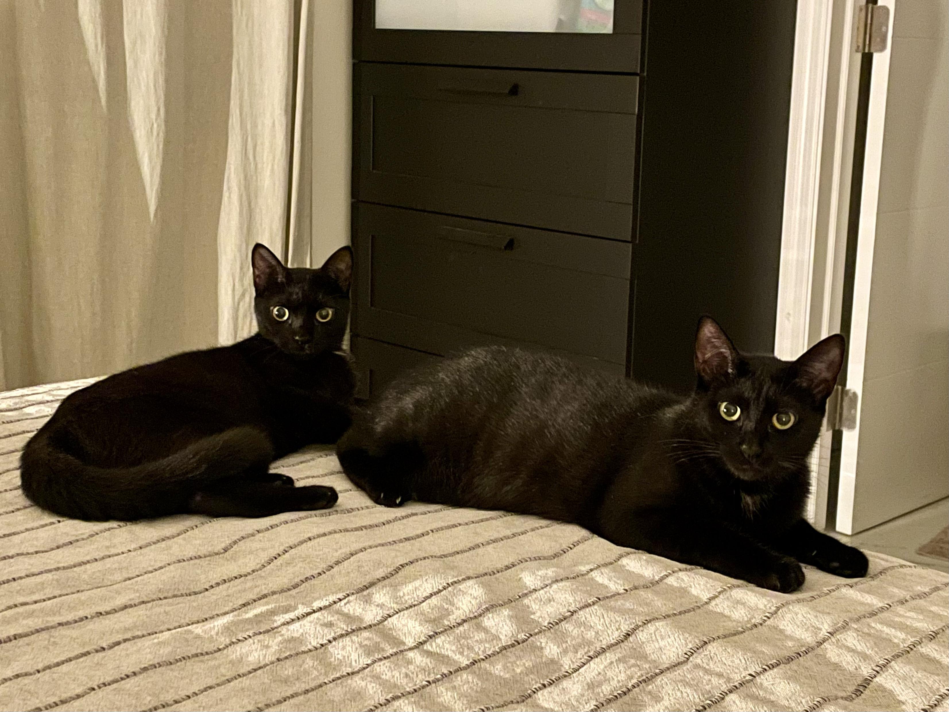 Enlarge Brie(breonna), a Adoptable Domestic Short Hair in Miami, FL image 2/6