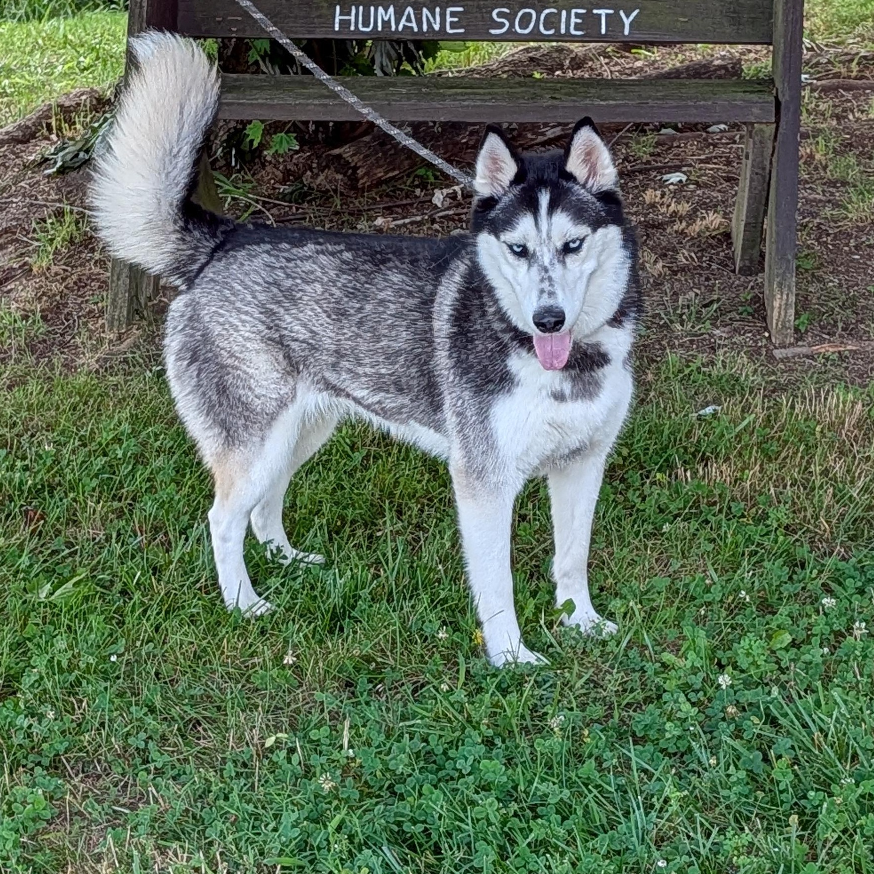 Echo, ADOPTABLE, Adult Male Husky.