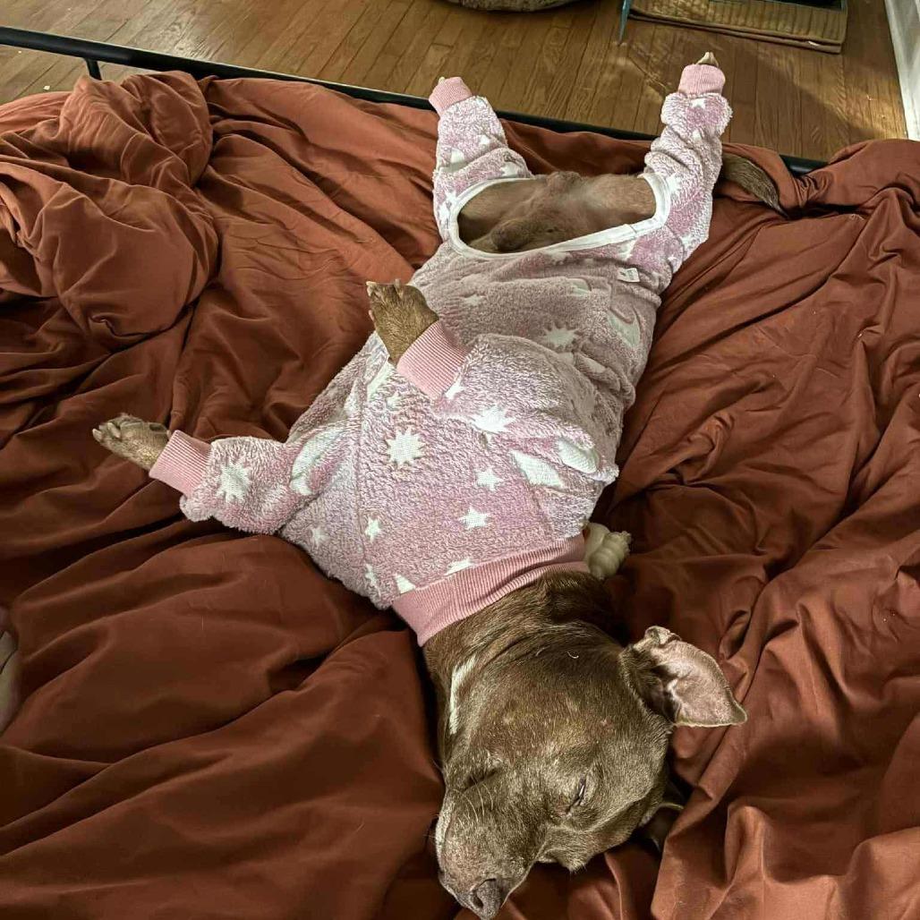 Money Man, Adoptable, Adult Male Dachshund & Pit Bull Terrier.