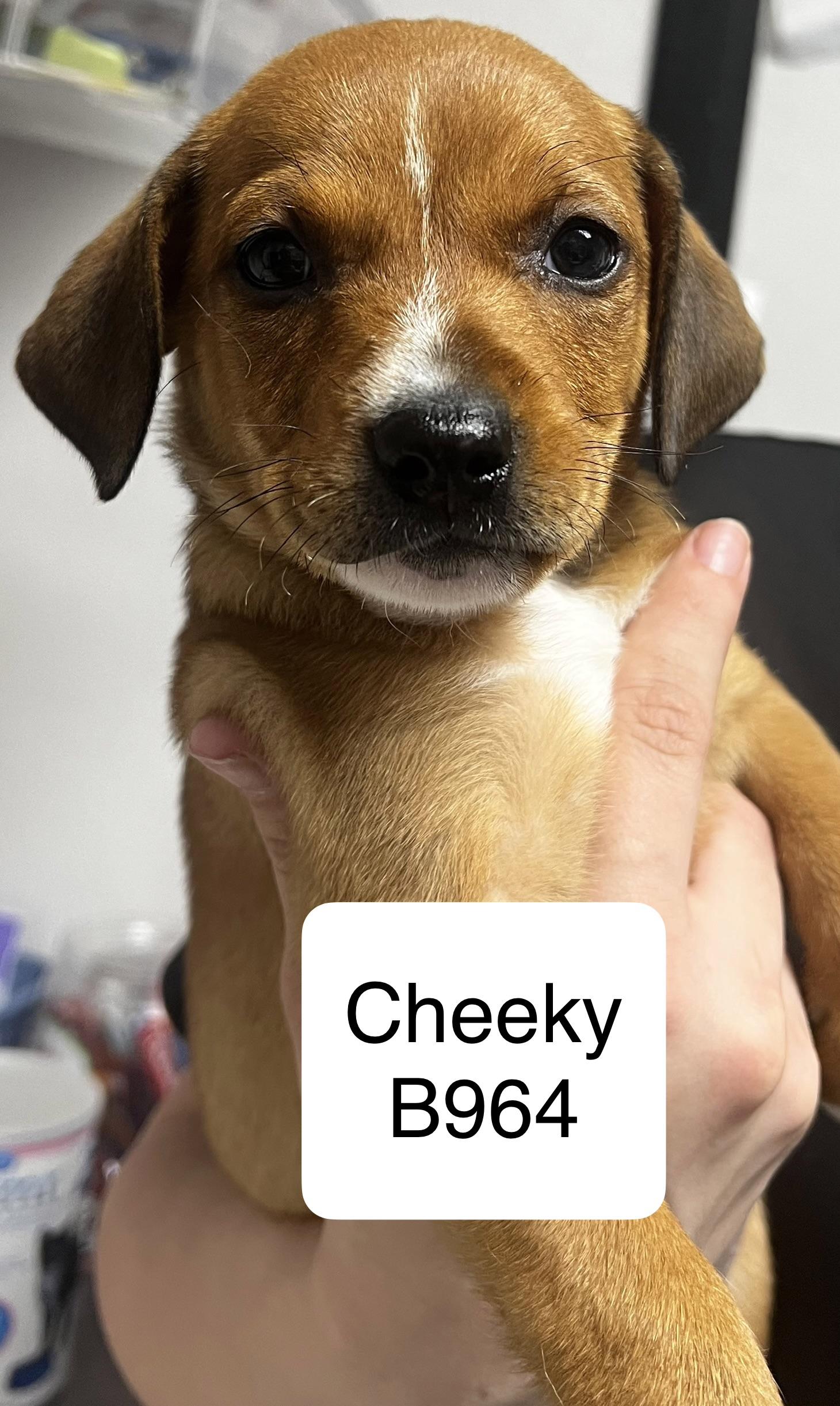 Enlarge Cheeky, a ADOPTABLE mixed breed in Morganton, NC image 1/1