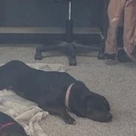 Enlarge Akera, a Adoptable mixed breed in La Crosse, WI image 1/2