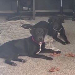 Enlarge Akera, a Adoptable mixed breed in La Crosse, WI image 2/2