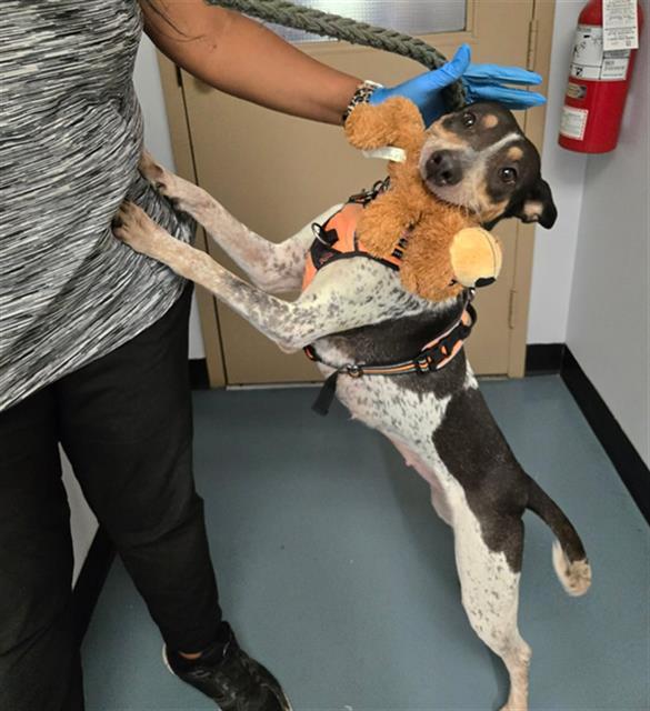 TAUNAH, Adoptable, Young Female Australian Cattle Dog / Blue Heeler & Bull Terrier.