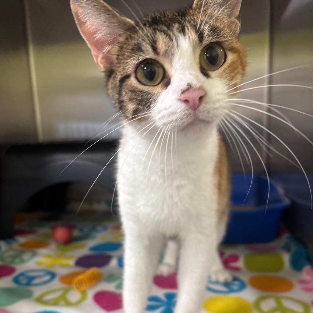 Patches, Adoptable, Young Female Domestic Short Hair.
