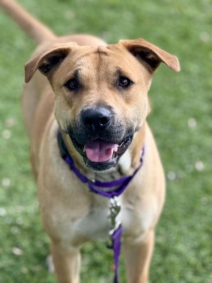 Enlarge Bee - 2, a Adoptable mixed breed in Daytona Beach, FL image 1/3