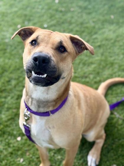 Enlarge Bee - 2, a Adoptable mixed breed in Daytona Beach, FL image 2/3