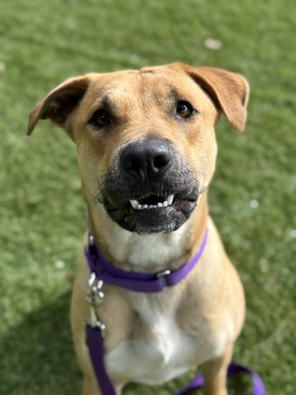 Enlarge Bee - 2, a Adoptable mixed breed in Daytona Beach, FL image 3/3