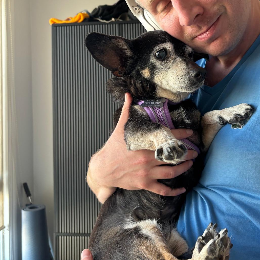 Piney 13864, Adoptable, Senior Female Dachshund.