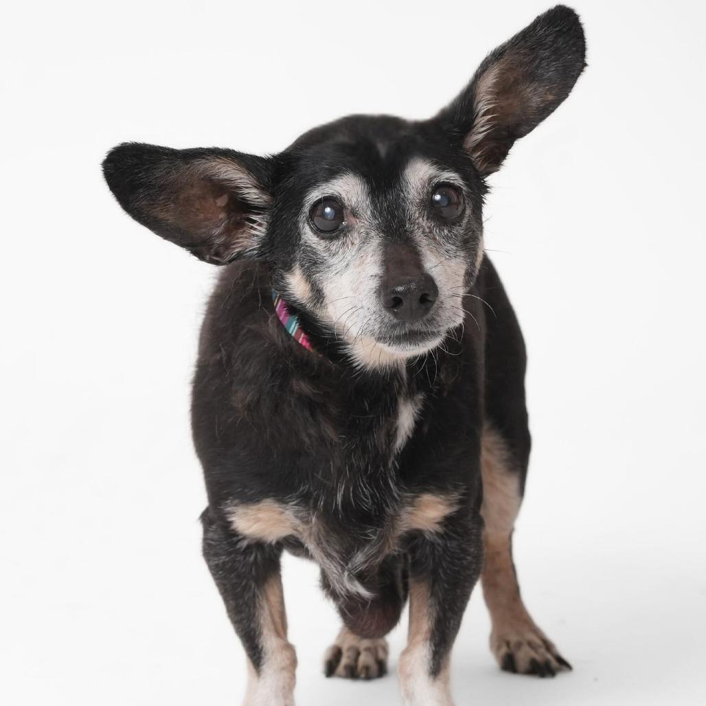 Enlarge Piney 13864, a Adoptable Dachshund in San Francisco, CA image 2/6