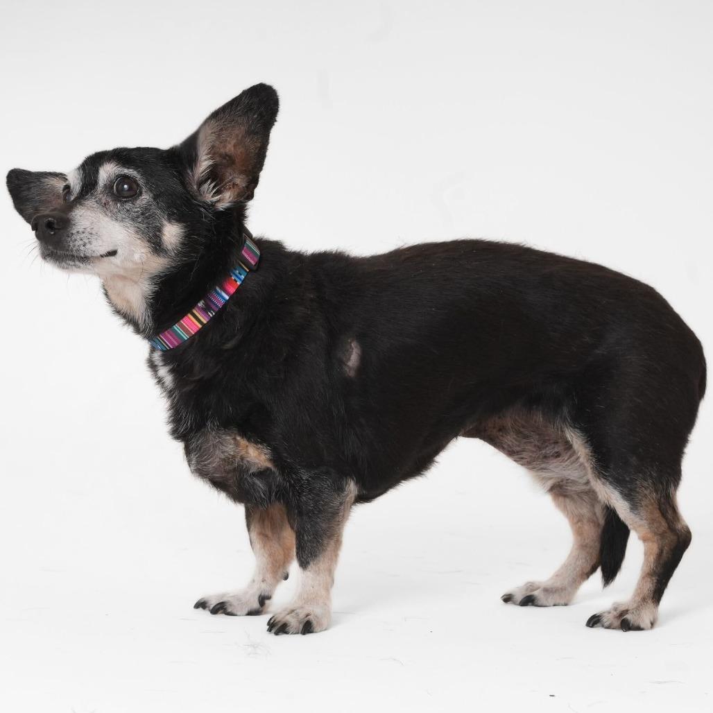 Enlarge Piney 13864, a Adoptable Dachshund in San Francisco, CA image 3/6