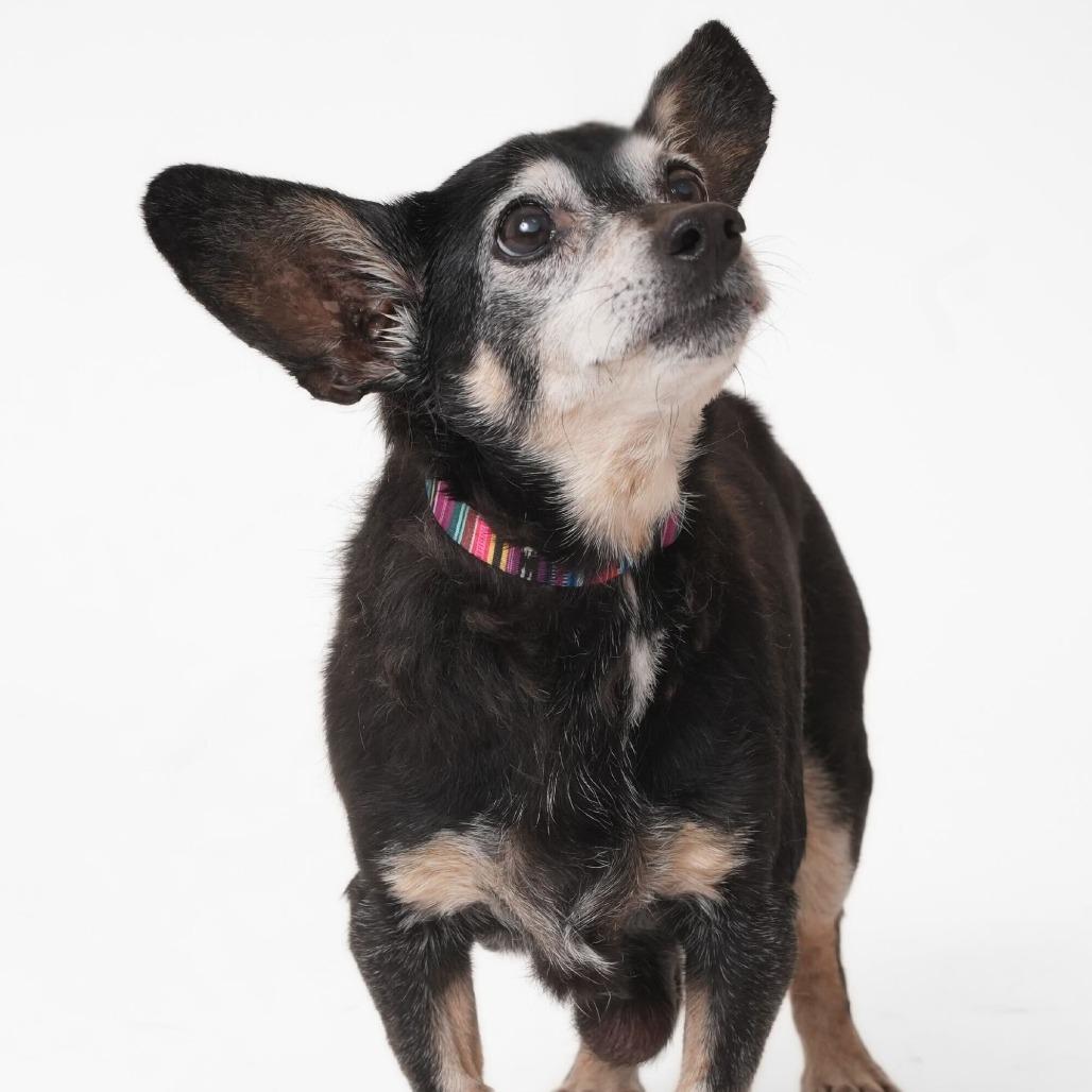 Enlarge Piney 13864, a Adoptable Dachshund in San Francisco, CA image 4/6