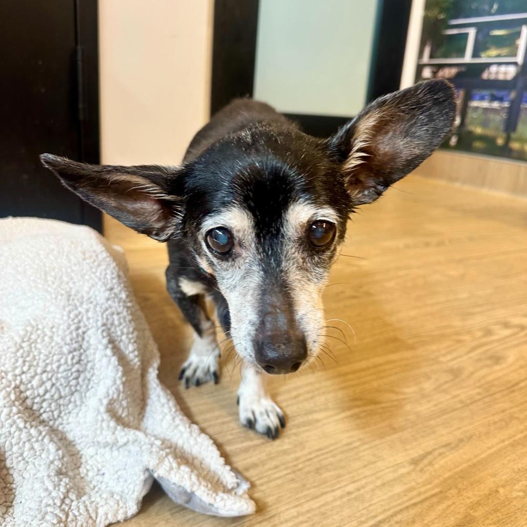 Enlarge Piney 13864, a Adoptable Dachshund in San Francisco, CA image 5/6