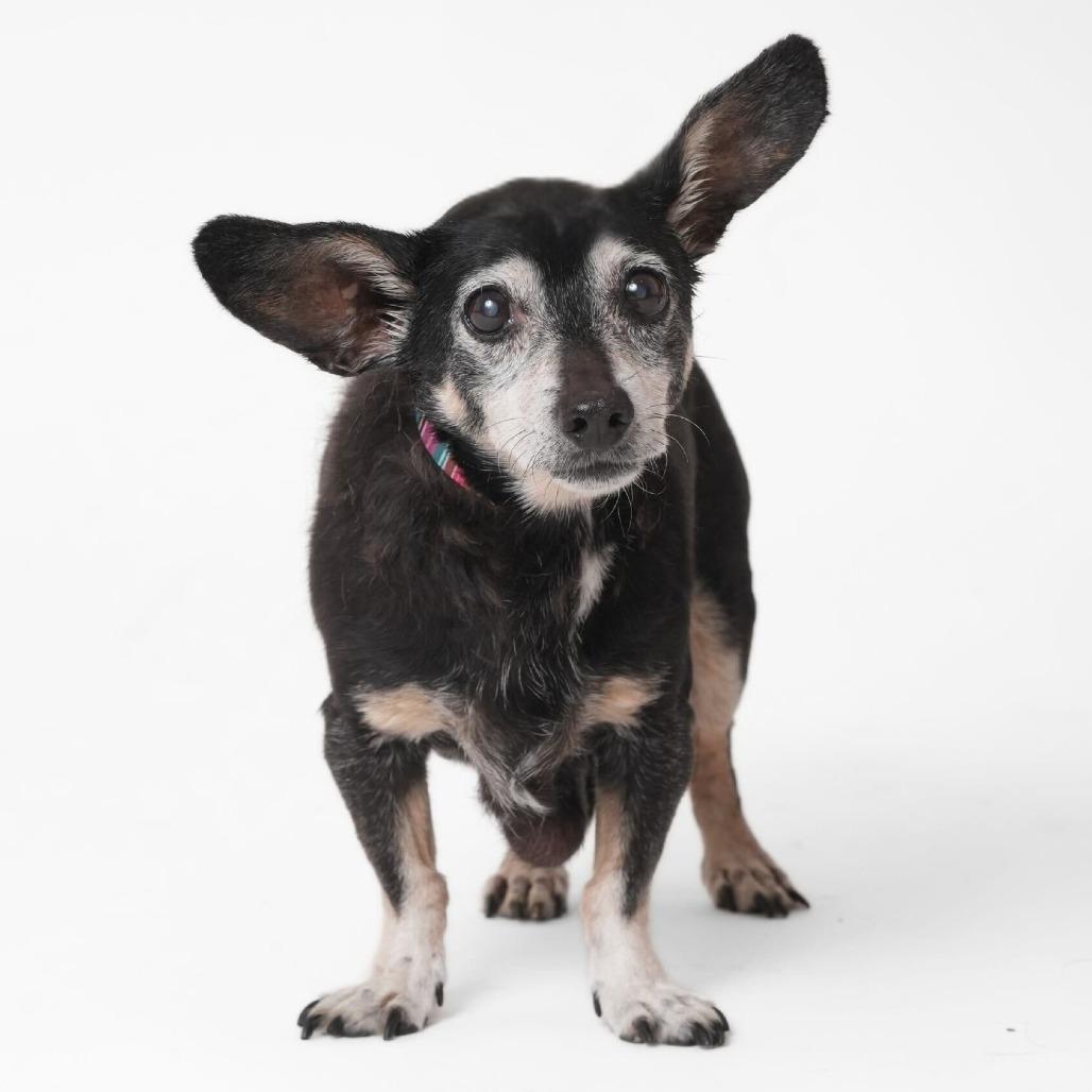 Enlarge Piney 13864, a Adoptable Dachshund in San Francisco, CA image 6/6