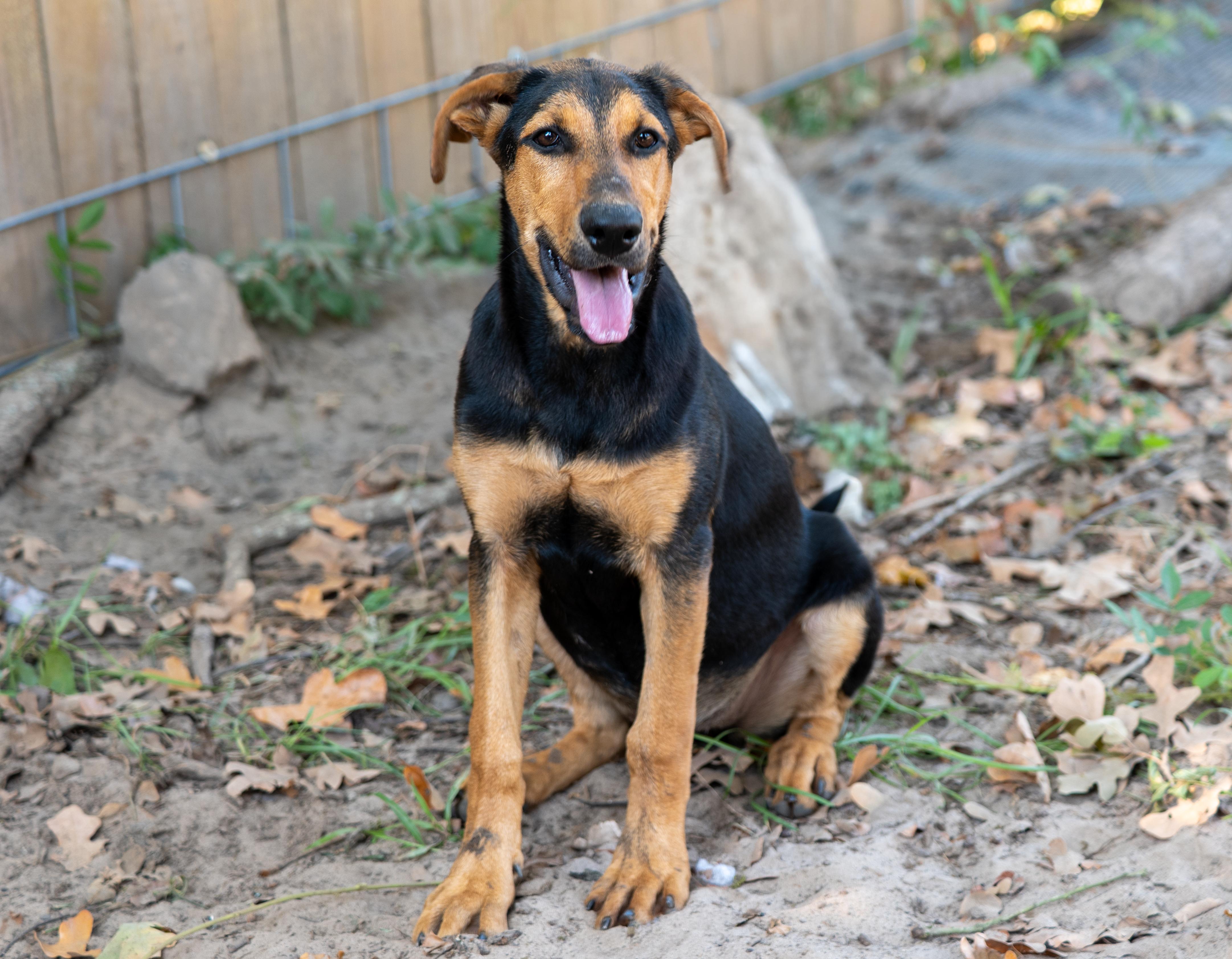 Enlarge Clara, a Adopted Mixed Breed in Cookeville, TN image 6/6