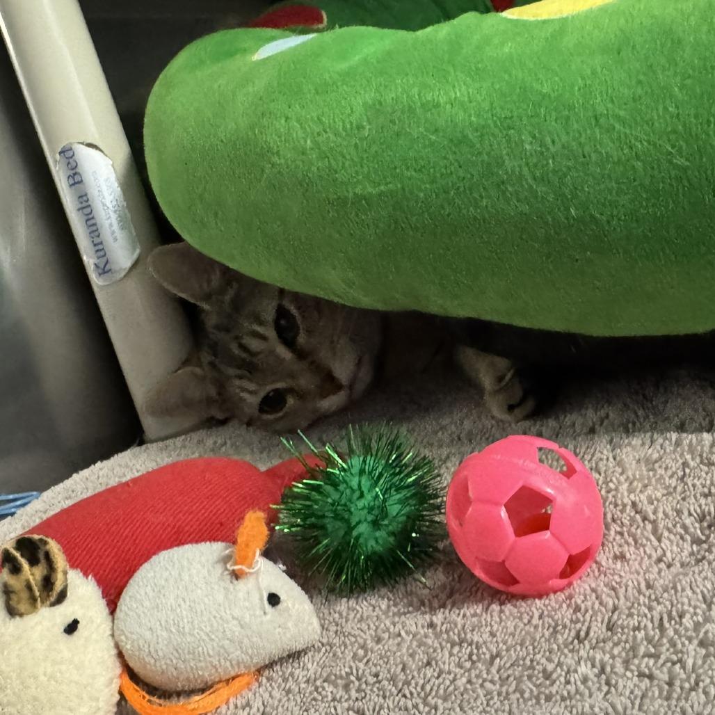 Emile Le Chat (FeLV), Adoptable, Young Male Domestic Short Hair.