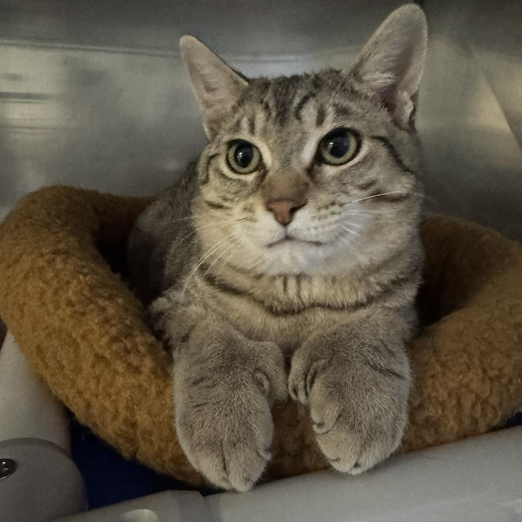 Emile Le Chat (FeLV), a Adoptable Domestic Short Hair in Ashland, MA image 3/4