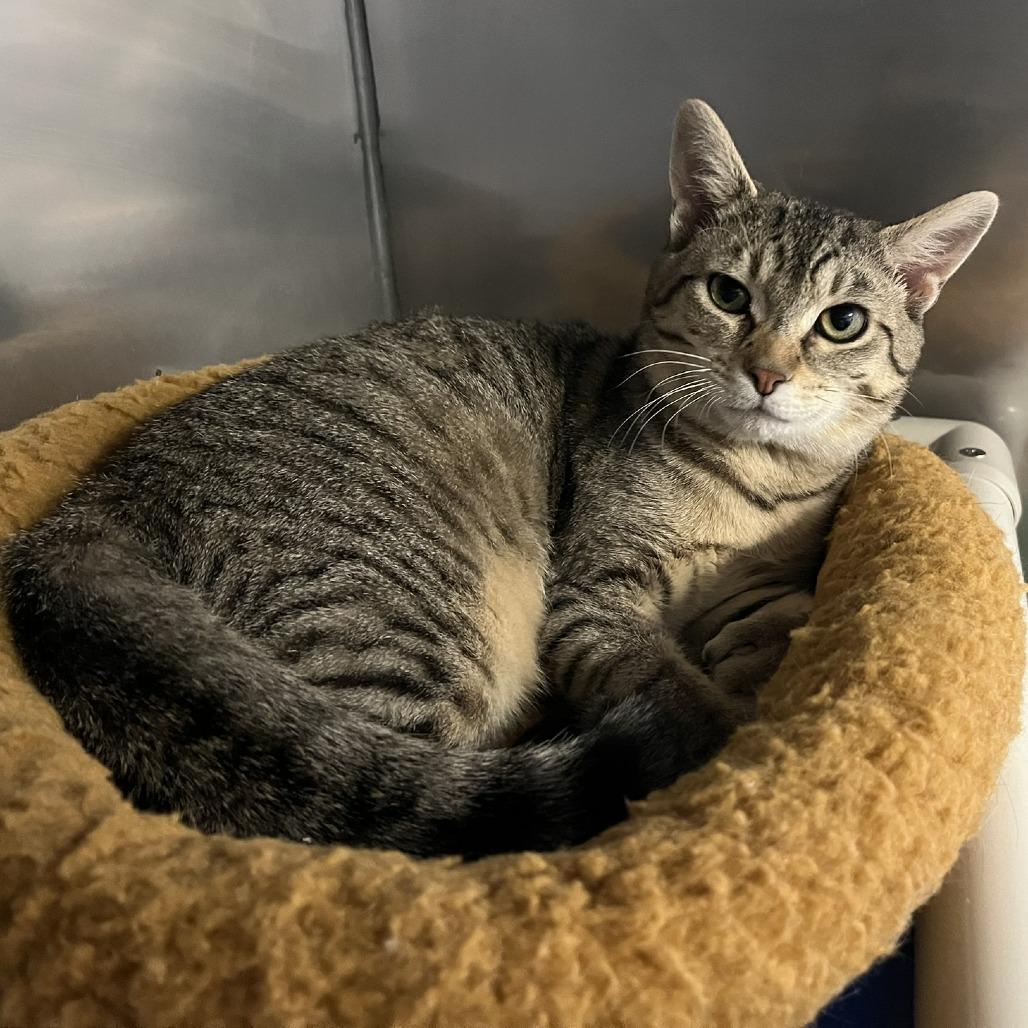 Emile Le Chat (FeLV), a Adoptable Domestic Short Hair in Ashland, MA image 4/4