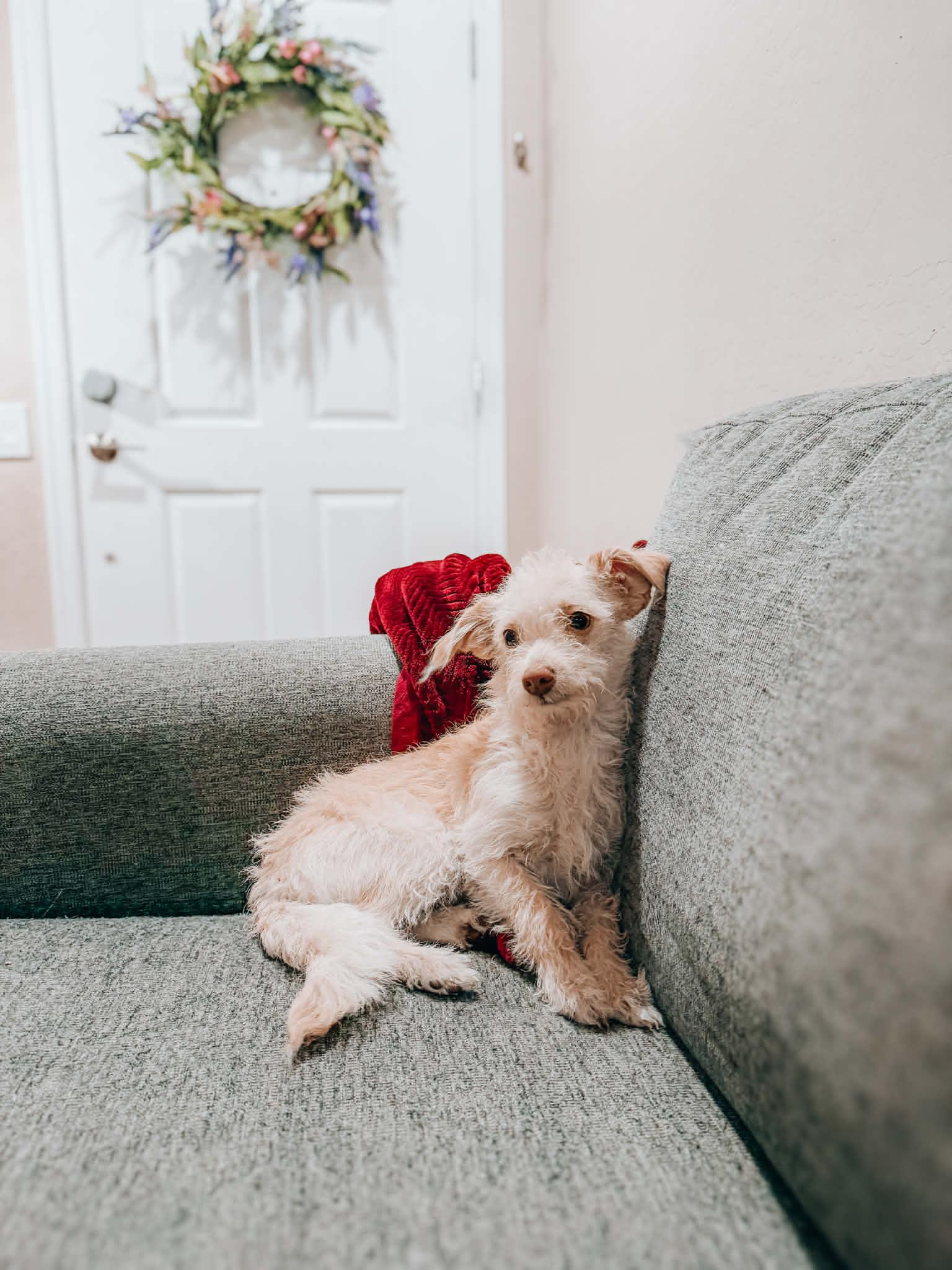 Mia, ADOPTABLE, Puppy Female Yorkie Poo.