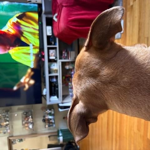 Enlarge Azalea, a Adoptable mixed breed in New York, NY image 4/6