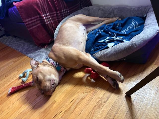 Enlarge Azalea, a Adoptable mixed breed in New York, NY image 3/6