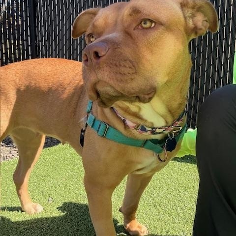 Enlarge Azalea, a Adoptable mixed breed in New York, NY image 1/6