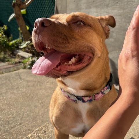 Enlarge Azalea, a Adoptable mixed breed in New York, NY image 2/6