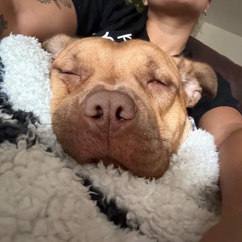 Enlarge Azalea, a Adoptable mixed breed in New York, NY image 5/6