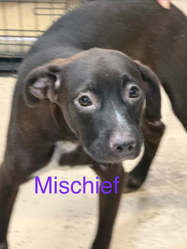 Mischief, Adoptable, Puppy Male Labrador Retriever & Hound.