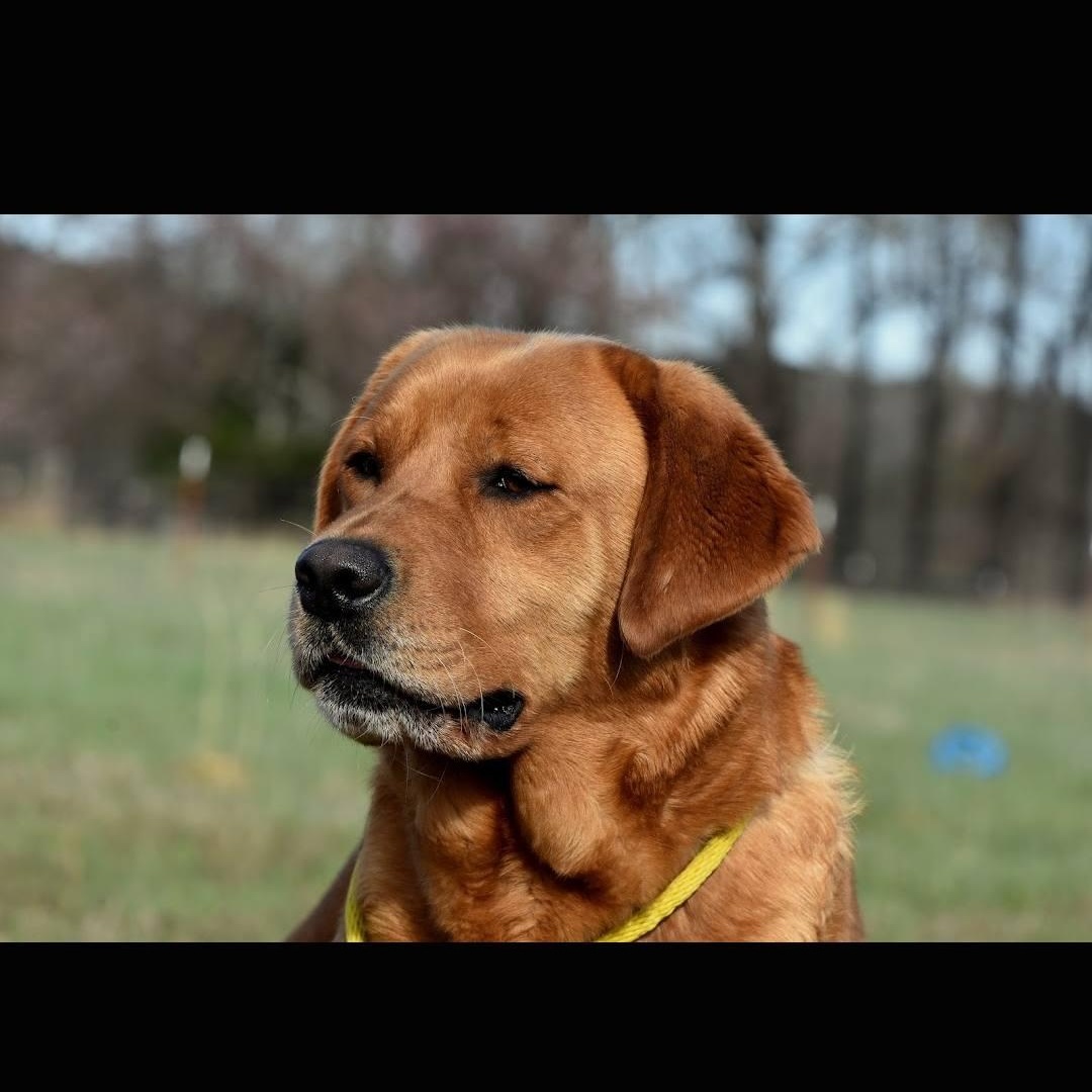 Ella, ADOPTABLE, Adult Female Labrador Retriever.