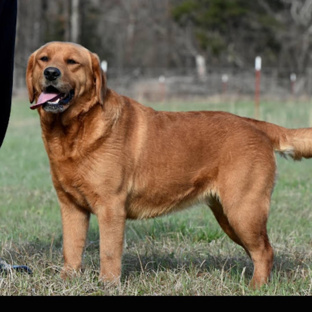 Enlarge Ella, an adopted Labrador Retriever in Broken Arrow, OK image 2/2