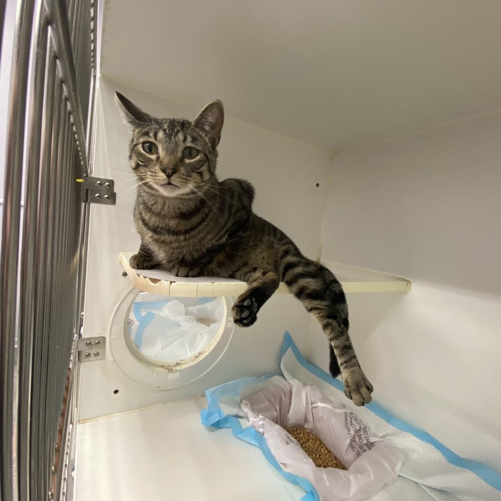 Pepperjack, Adoptable, Adult Male Domestic Short Hair.