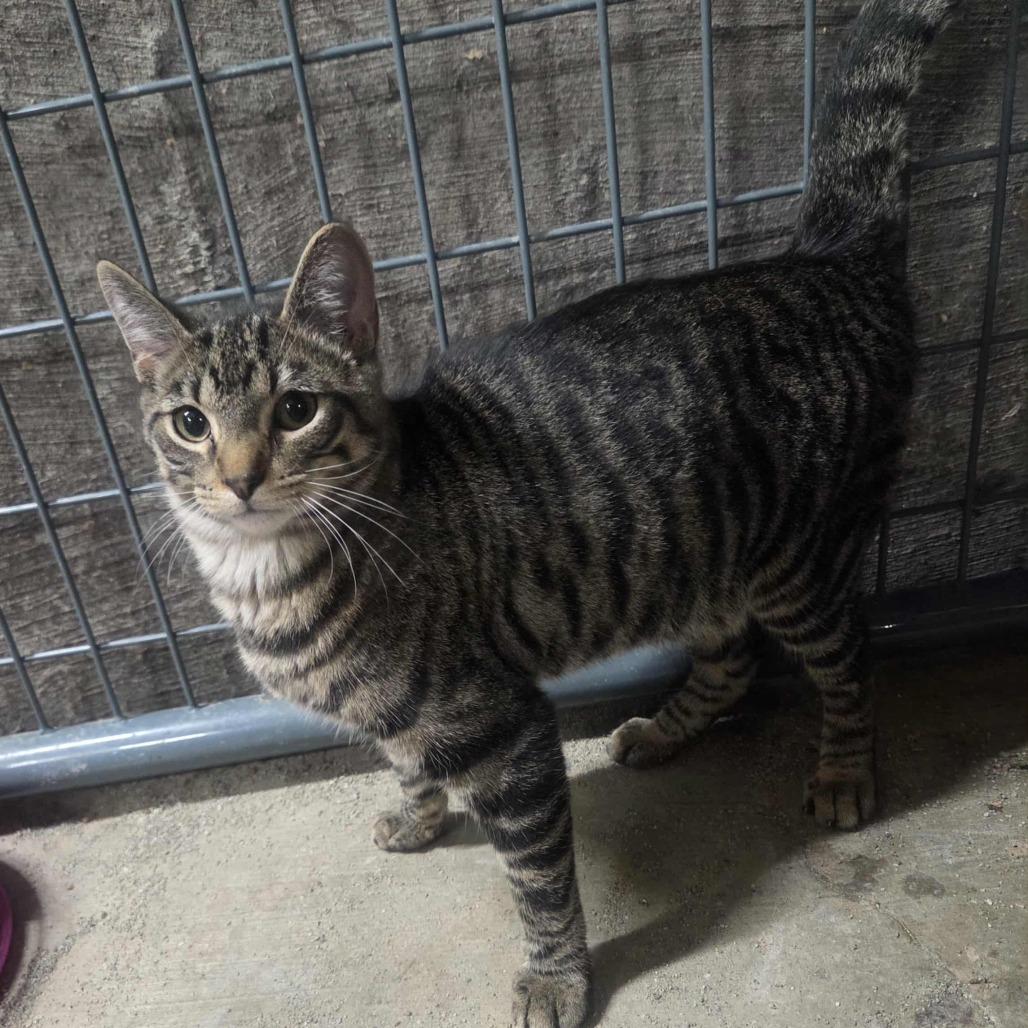 Enlarge Pepperjack, a Adoptable Domestic Short Hair in Union, MO image 2/2