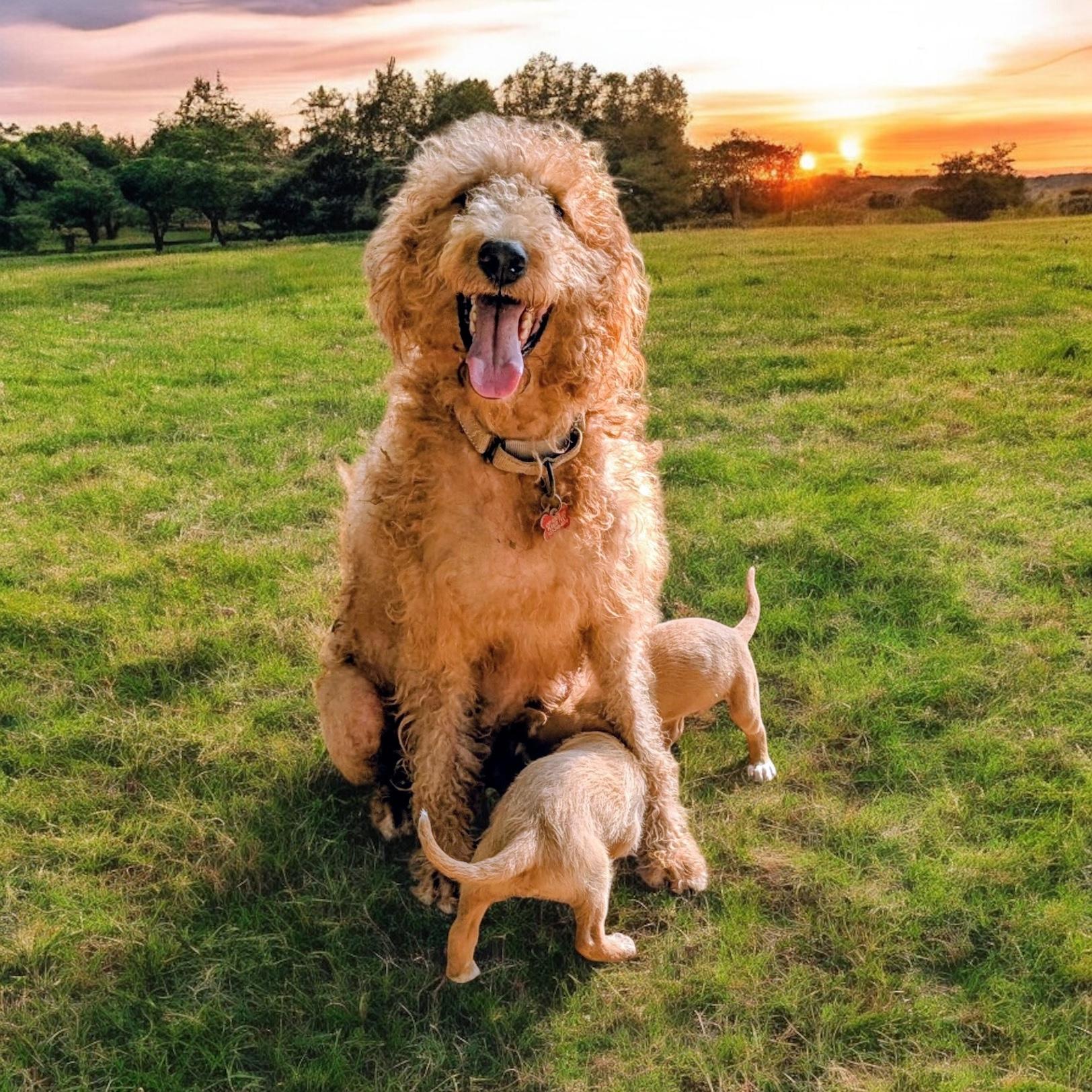 Elsie, an adoptable Goldendoodle in Sequatchie, TN, 37374 | Photo Image 1