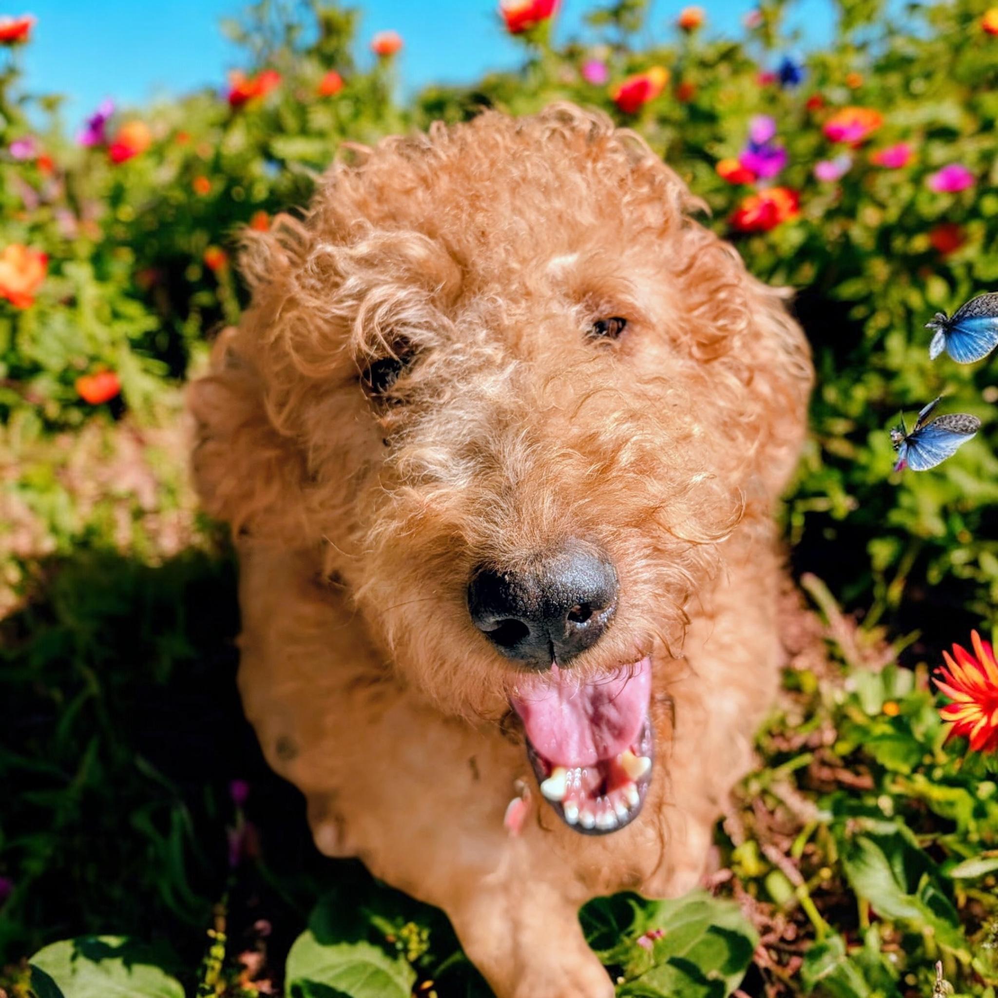 Elsie, an adoptable Goldendoodle in Sequatchie, TN, 37374 | Photo Image 2