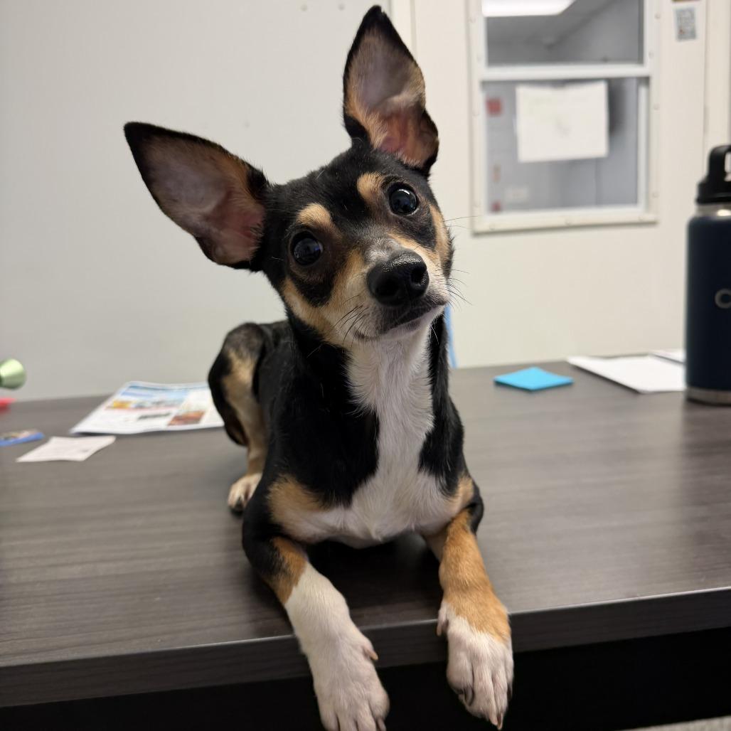 Atlas, Adoptable, Adult Male Chihuahua.