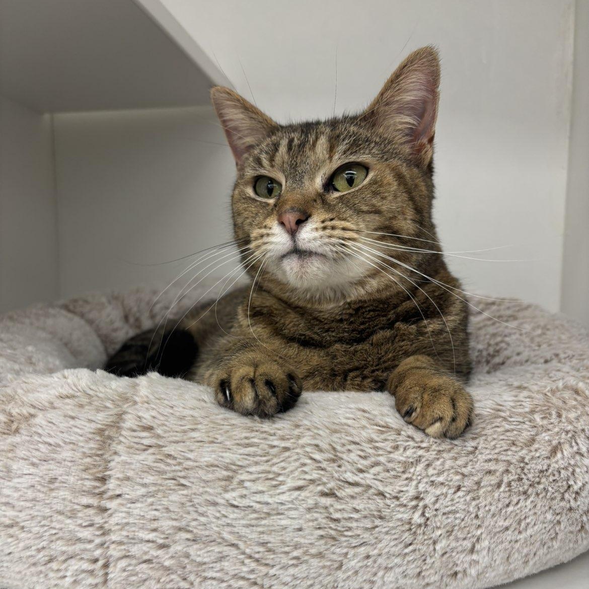 Enlarge Emily, a ADOPTABLE Domestic Short Hair in Pardeeville, WI image 1/5