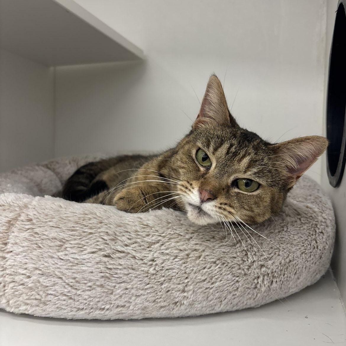 Enlarge Emily, a ADOPTABLE Domestic Short Hair in Pardeeville, WI image 2/5