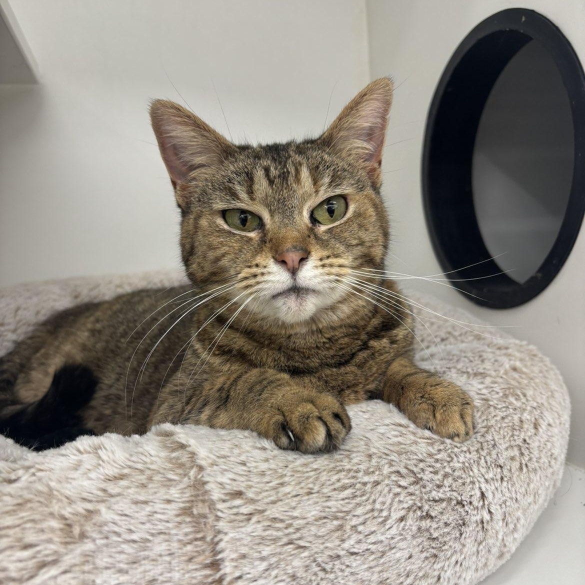 Enlarge Emily, a ADOPTABLE Domestic Short Hair in Pardeeville, WI image 3/5