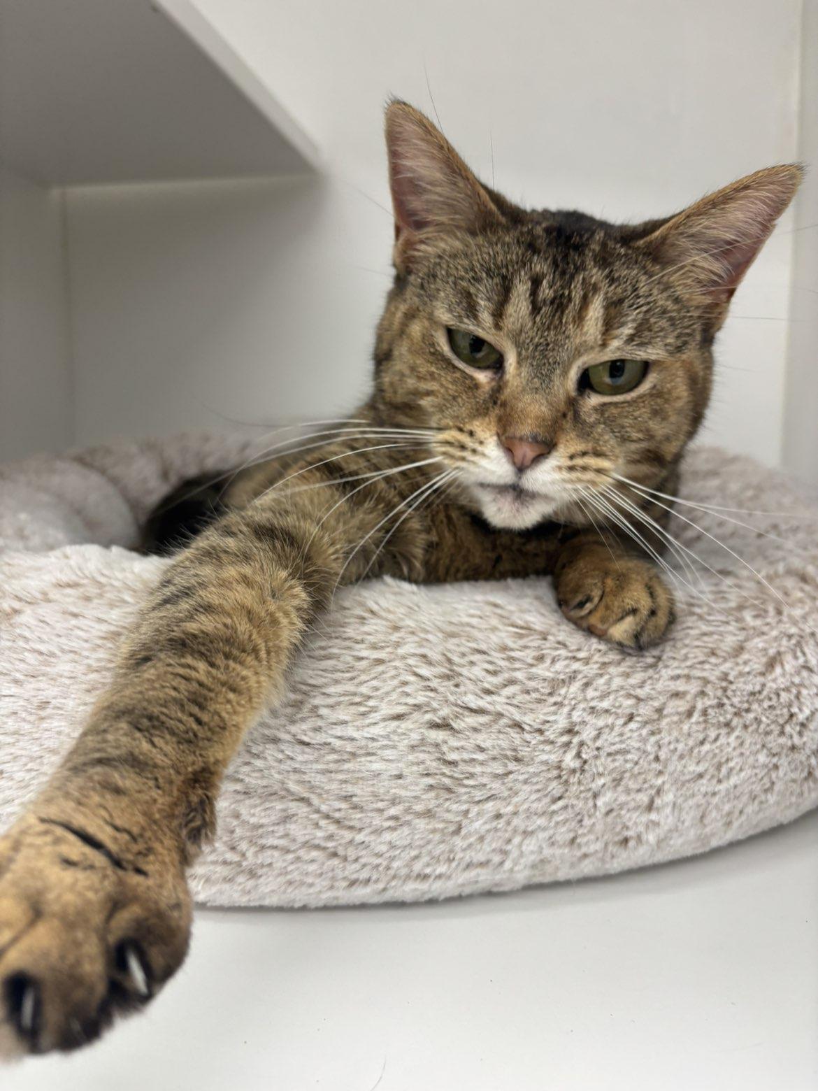 Enlarge Emily, a ADOPTABLE Domestic Short Hair in Pardeeville, WI image 5/5