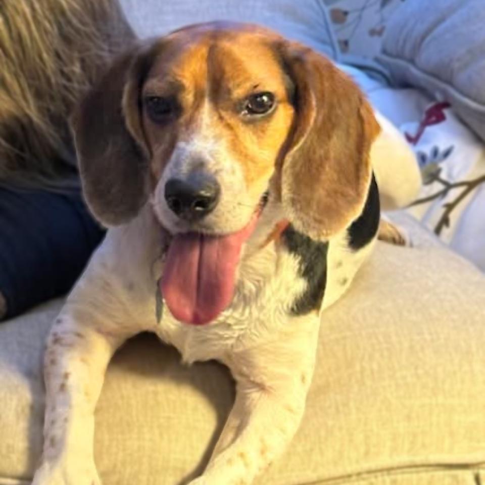 Copper, ADOPTABLE, Senior Male Beagle.