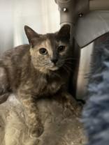 Enlarge Lucy, an adopted Domestic Short Hair in Whitby, ON image 2/3