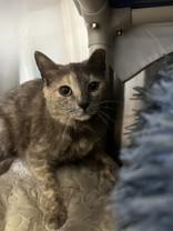 Enlarge Lucy, an adopted Domestic Short Hair in Whitby, ON image 1/3