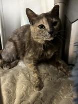 Enlarge Lucy, an adopted Domestic Short Hair in Whitby, ON image 3/3