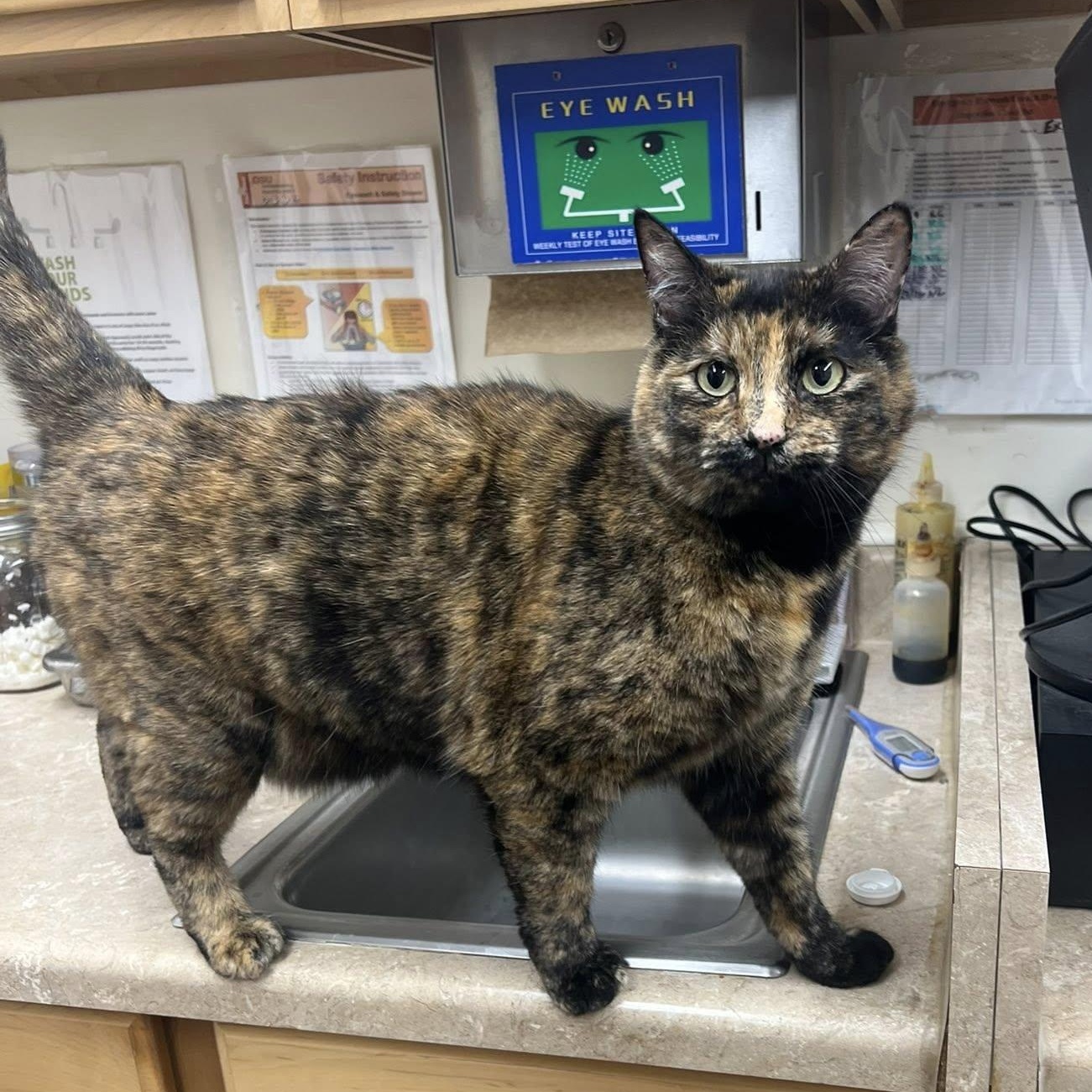 Enlarge Katness, a ADOPTABLE mixed breed in Ellensburg, WA image 2/4