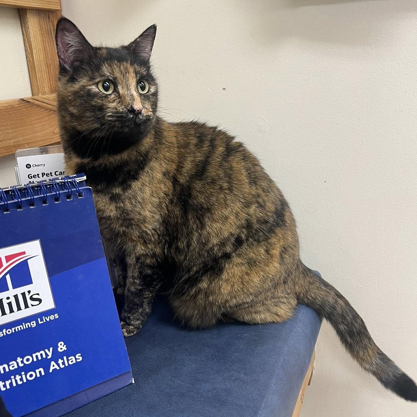 Enlarge Katness, a ADOPTABLE mixed breed in Ellensburg, WA image 4/4