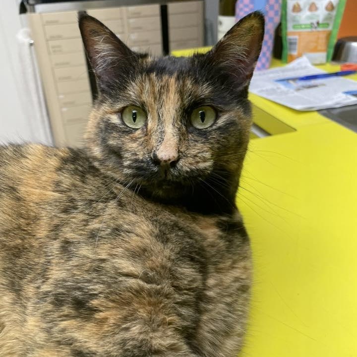 Katness, ADOPTABLE, Adult Female Domestic Short Hair.