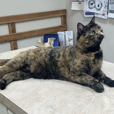 Enlarge Katness, a ADOPTABLE mixed breed in Ellensburg, WA image 3/4